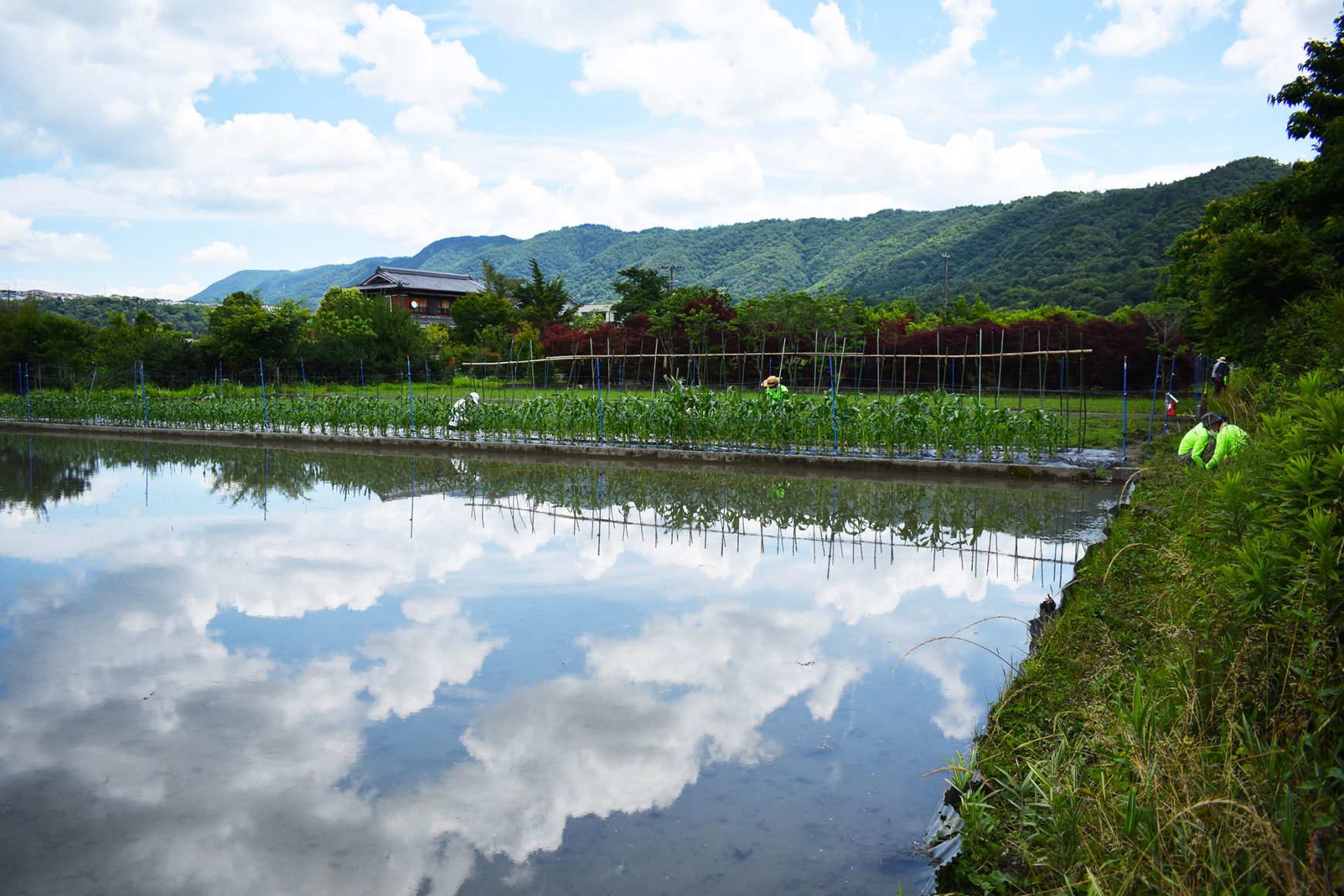 スマイルファーム細河で『夏野菜　大収穫祭』を開催しました