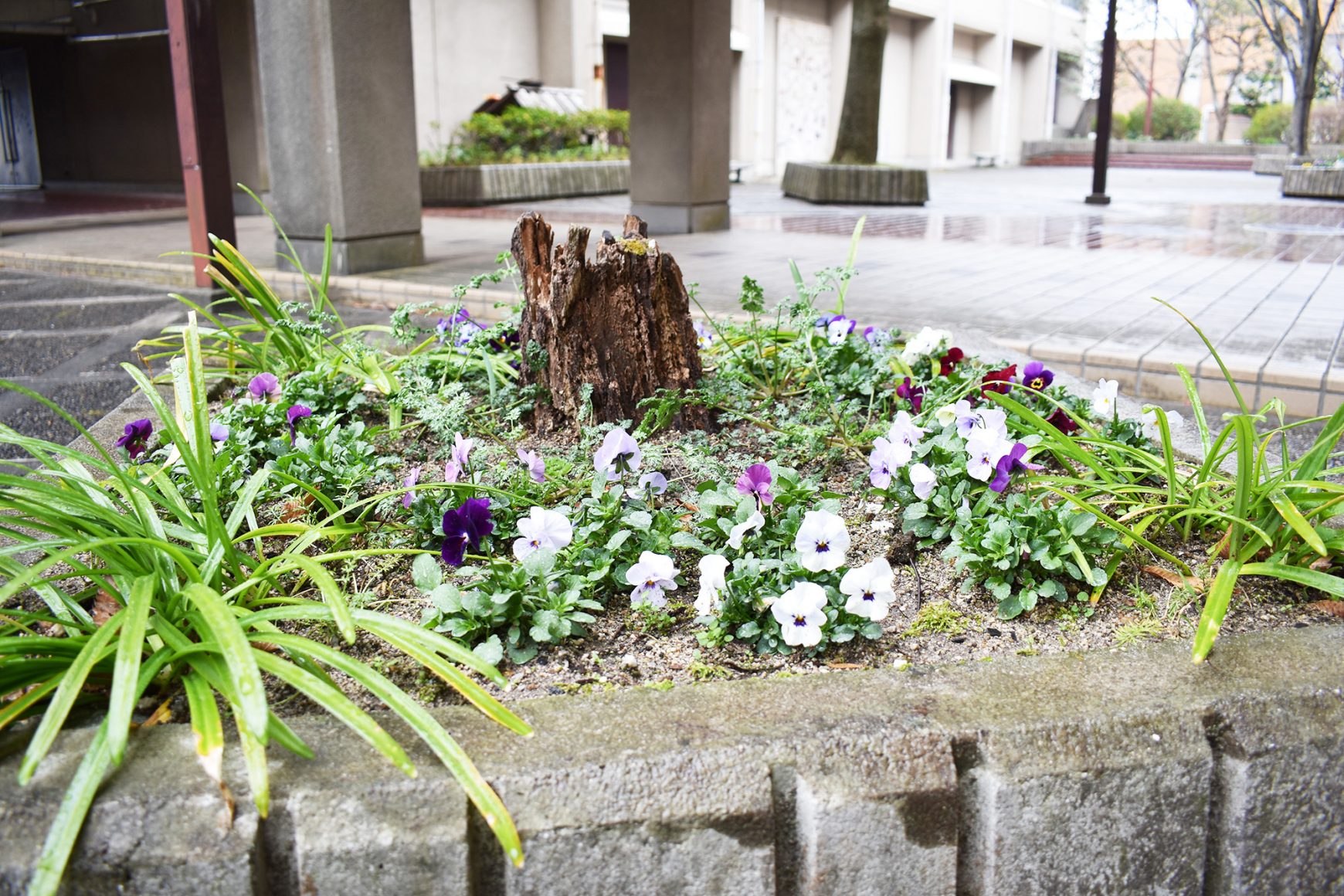 【就労継続支援B型】気持ちの良い屋外での農園作業がメインの活動です