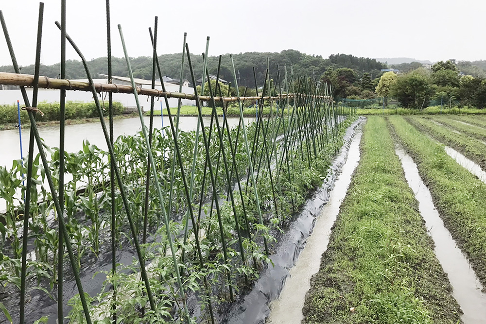 【農福連携】利用者様が行う農業・園芸・清掃などの軽作業をサポートするお仕事です