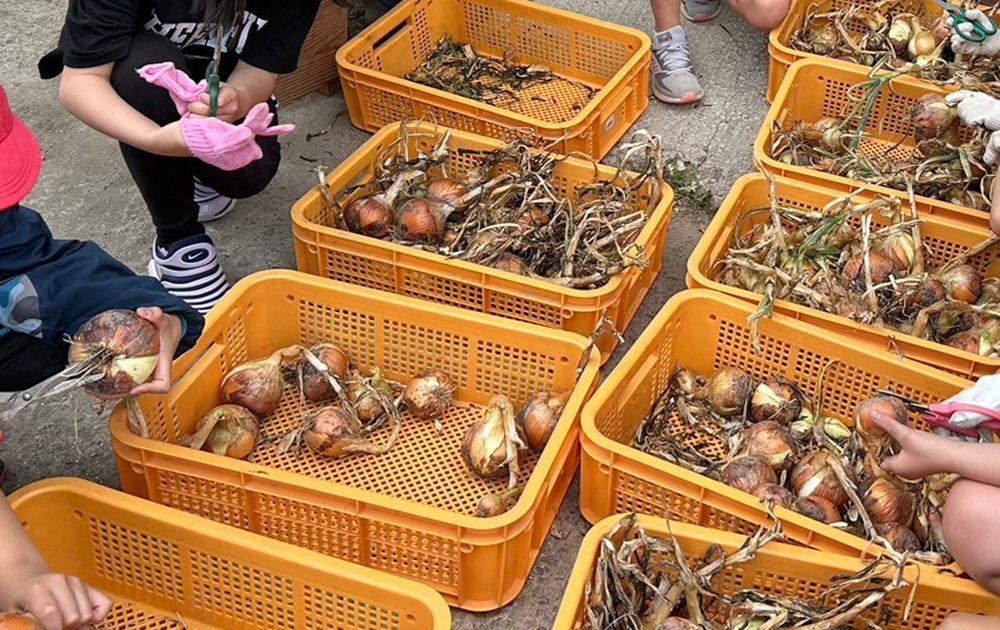 スマイルファーム細河】池田市立ほそごう学園の生徒と育てた玉ねぎで