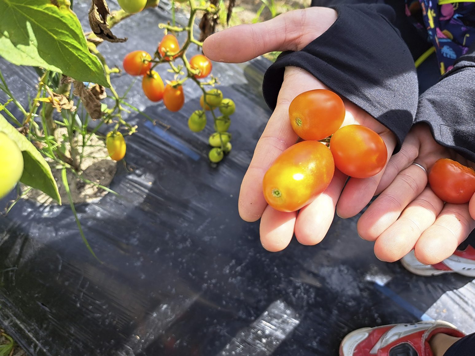 スマイルファーム細河で『夏野菜　大収穫祭』を開催しました